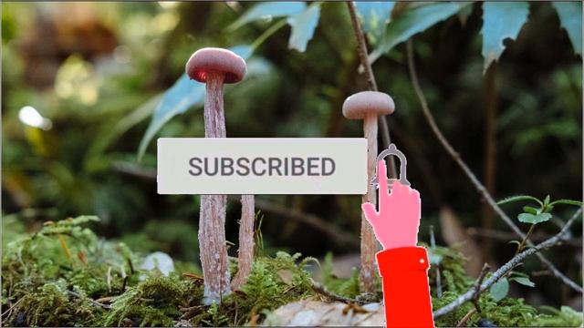 КРАСИВАЯ ПОЗИТИВНАЯ МУЗЫКА ДЛЯ СНЯТИЯ СТРЕССА И ПОДНЯТИЯ НАСТРОЕНИЯ *** АНТИСРЕСС