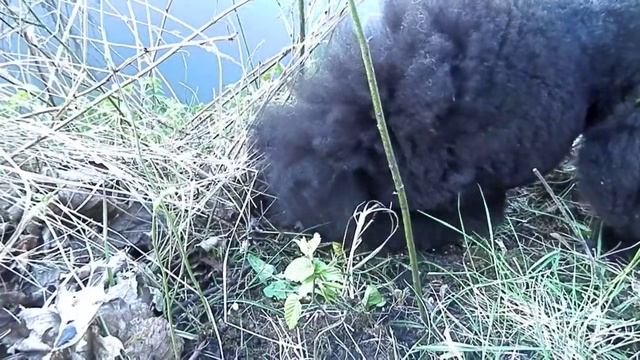 как пудели нашли утиное гнездо... смотреть онлайн