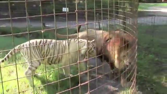 Удивительная дружба льва и белой тигрицы смотреть онлайн