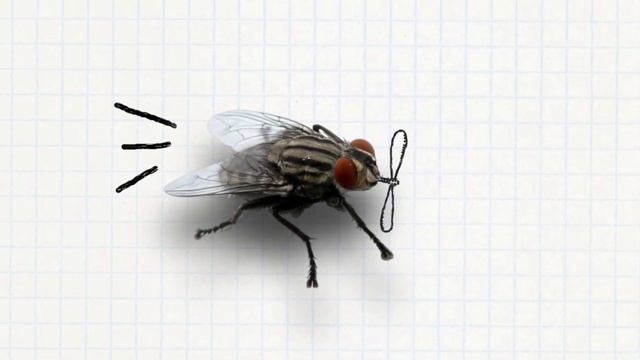 The life of one fly смотреть онлайн