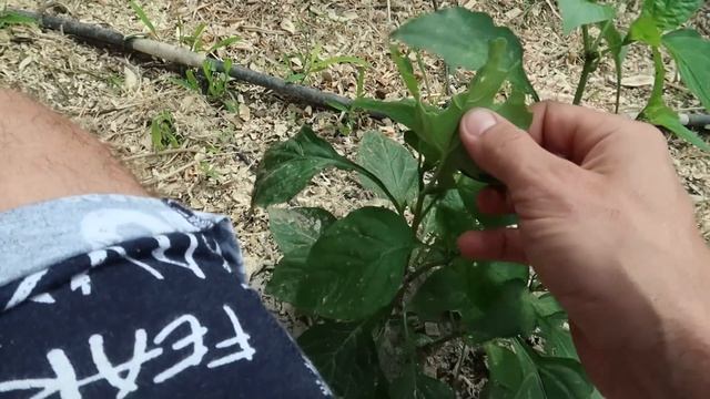 ПРЕОБРАЗИЛ ДВОР .СТРОЮ ЗАБОР ИЗ БЛОКОВ СВОИМИ РУКАМИ смотреть онлайн