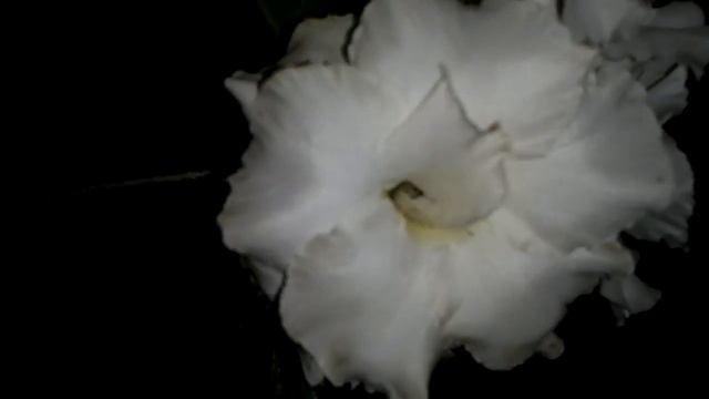 Адениум! Белоснежная прививка! Трипле Вайт фрагрант! смотреть онлайн