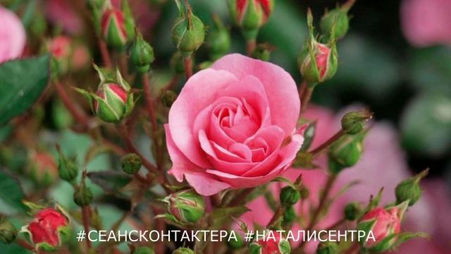 Медитация на здоровье. 7 мая 2023 | Натали Сентра смотреть онлайн