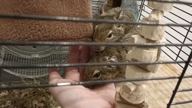 Вот как жуёт мой грызун Дегу смотреть онлайн