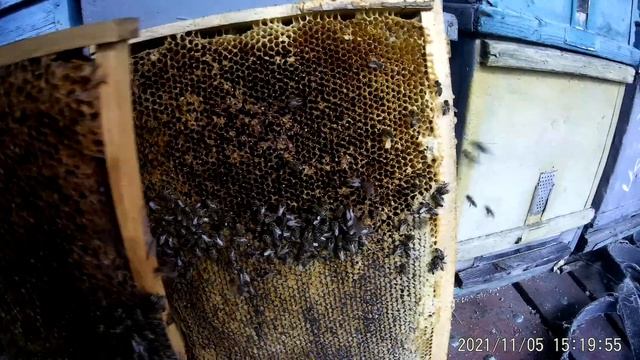 Миф и реальность.Зимовка пчелосемей на подсолнечном мёде. смотреть онлайн