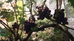 Виноград Руслан. Энергодар.