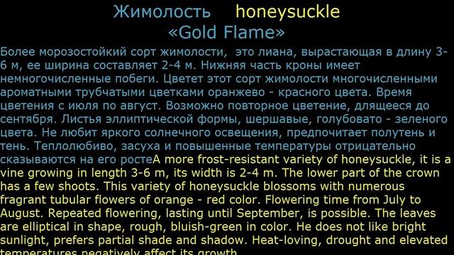 #Жимолость вьющаяся2 Декоративные #лианы5 #многолетники Декоративные растения смотреть онлайн