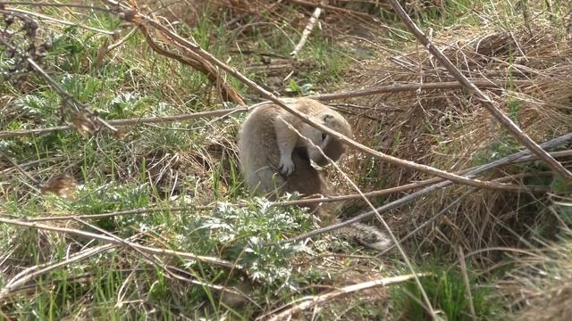 Суслик после зимней спячки | Gopher after hibernation смотреть онлайн