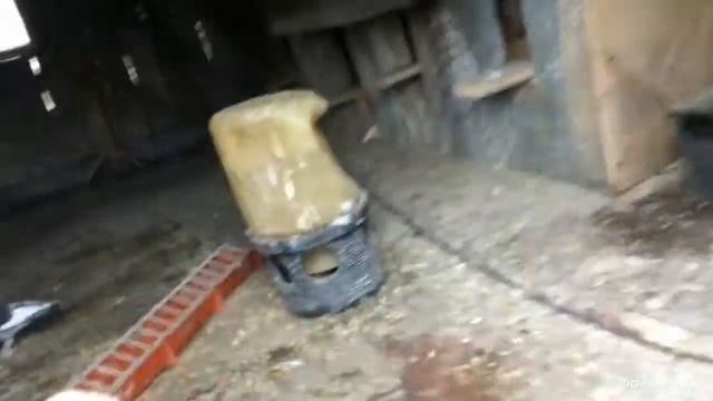 Голубівництво , прилетів голуб якого не було аж 2 рокі !!! смотреть онлайн