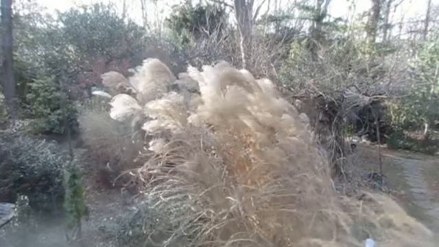 Miscanthus 'Gracillimus' in wind 12:28:15 смотреть онлайн