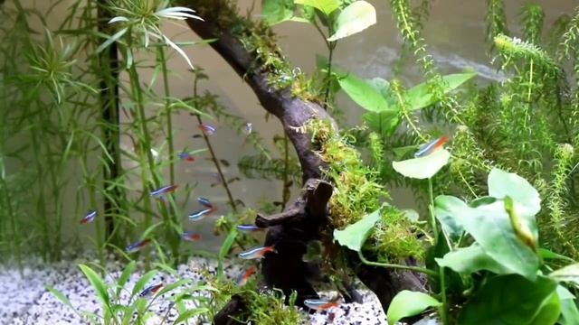 Best plant for your own creativity... Java Moss смотреть онлайн