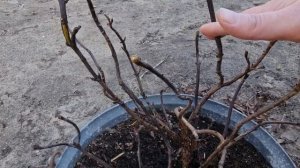 Крупнолистная гортензия после зимы.