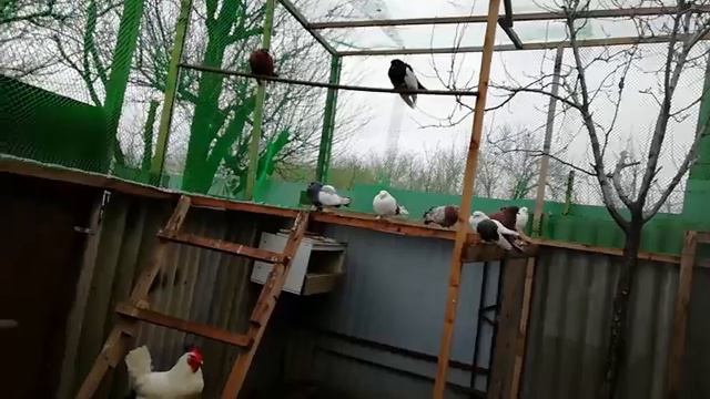 ДЕКОРАТИВНЫЕ СТАТНЫЕ ГОЛУБИ и БОЙНЫЕ в гостях волгограде смотреть онлайн