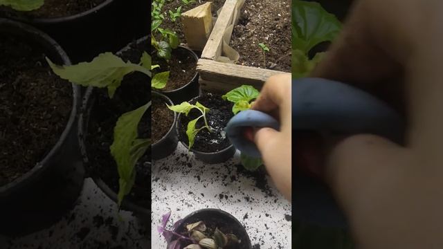 Посеем львиный зев и рассадим то что дало корни смотреть онлайн