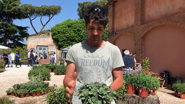 FLORACULT 2019 смотреть онлайн