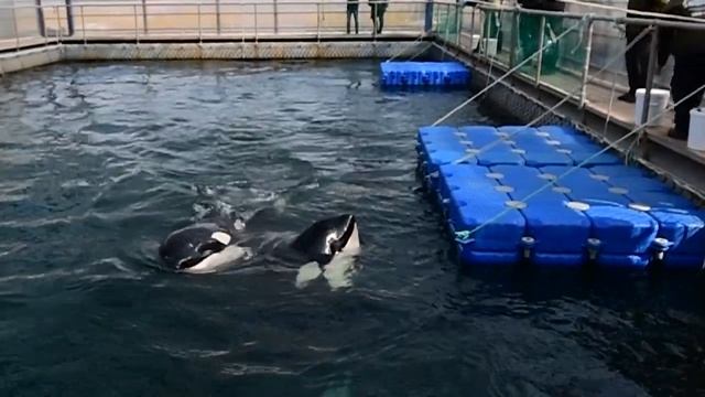 Белухи и косатки в Центре адаптации морских животных в Средней бухте в Приморском крае смотреть онлайн