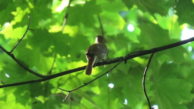 1020. Slavík obecný, Common Nightingale, Nachtigall, Rossignol philomèle, Западный соловей, Słowik смотреть онлайн