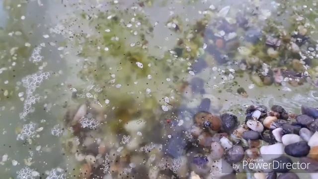 Живой корм для аквариумных рыб.Выводим дафнию из эпифий-яиц. смотреть онлайн