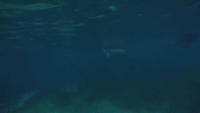 Подводные съемки Мексика пляж Акумаль, черепахи и рыбы. Снорклинг смотреть онлайн