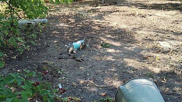 КотЯ после стерила с котенком.