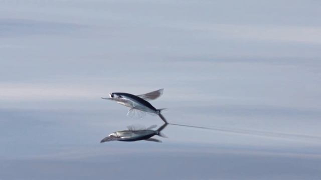 Рыбы, умеющие летать! Удивительная летающая рыба. Как они это делают? смотреть онлайн