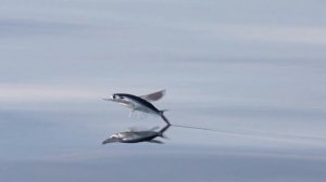 Рыбы, умеющие летать! Удивительная летающая рыба. Как они это делают?