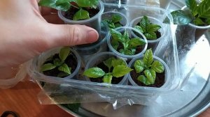 Кросандра - цветы на подоконнике! Размножение - условия роста и цветения!