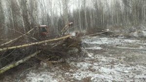 Зимнее корчевание берёз ДТ 75  Опять поломка.