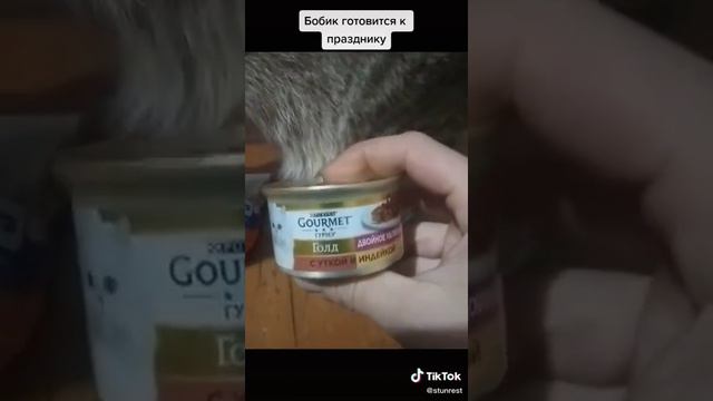 кот бобик, самый лучший кот в мире... смотреть онлайн