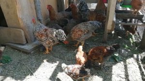 Билефельдеры куры/ Bielefelder kennhuhn и их проблемки.