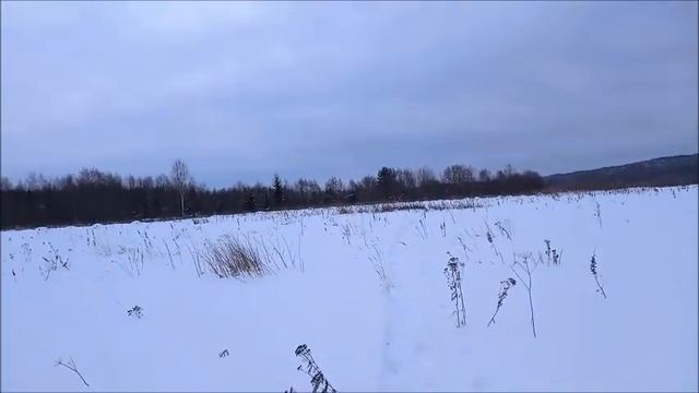 Сбор плодов шиповника в январе 2021 г смотреть онлайн