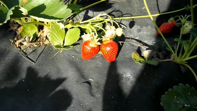 Выращивание садовой земляники . Альба, Азия, Хоней. смотреть онлайн