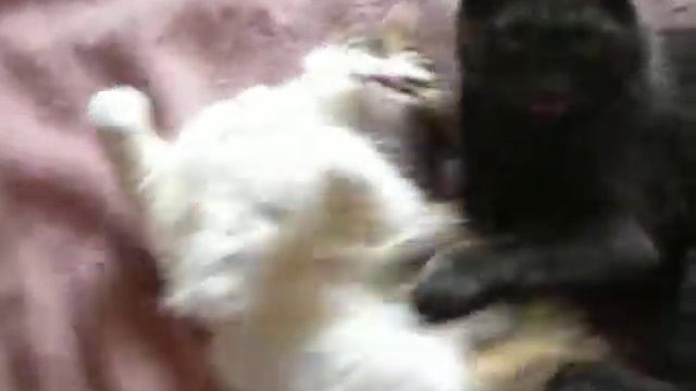 Cats DASHA AND MISHA . СемьЯ КотОв.