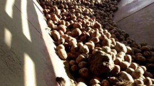 Сортировка картофеля