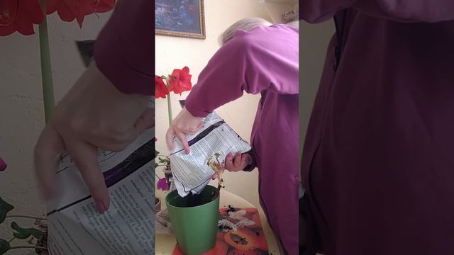 Пионы из красочных коробок зимой. Как сохранить после покупки? смотреть онлайн