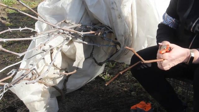 Маленькие секретики от Светланы Кацаповой: виноград, пионы, крокусы, тюльпаны в марте... смотреть онлайн