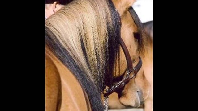 KIGER MUSTANG смотреть онлайн