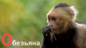 Алфавит с животными для малышей. Азбука для детей. Русский алфавит названия животных! Учим буквы А-