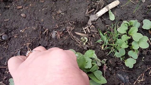 Вот это да 12 апреля прореживаем редиску в грунте Идеальный способ смотреть онлайн