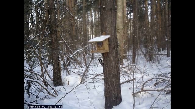видеозаписи с кормушки для белок (2021-03-20) смотреть онлайн