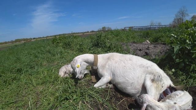 Окот козы в гнезде! / Роды у Ласточки // Разведение коз смотреть онлайн