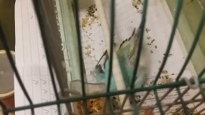 Волнистый попугай притворился мёртвым )))