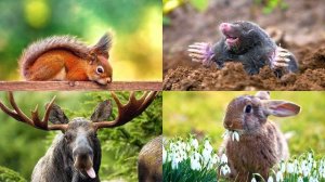 Изучаем звуки диких животных. Викторина голоса животных