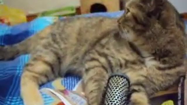 Кошка Ромашка и щётка для волос. Проба на зуб)) смотреть онлайн