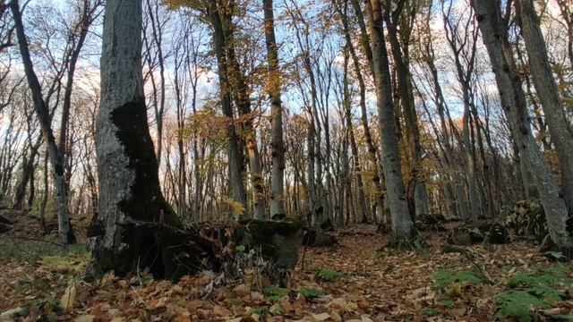 Стрижамент /осень 2022/ смотреть онлайн