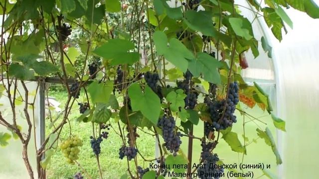 Виноград в теплице с помидорами прекрасно уживаются и хорошо плодоносят смотреть онлайн