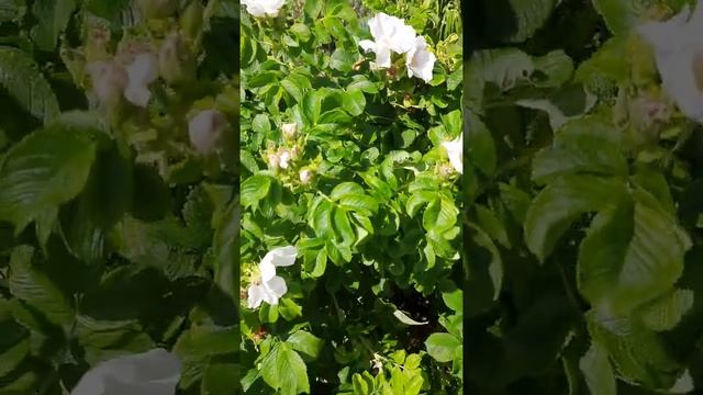 Роза морщинистая Альба #роза #розаморщинистая #белыйшиповник смотреть онлайн