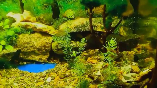 #Aquarium. Мой аквариум после небольшой доработки. смотреть онлайн