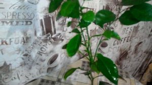 Выращивание апельсина на подоконнике