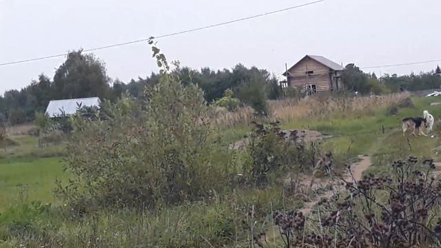 САО. АЛАБАИ/ВОЛКОДАВЫ. БЕГАЮТ по дачам собаки из деревни-а кое-кто "утверждает" что это наши Алабаи смотреть онлайн